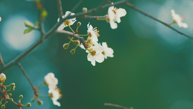 Blooming purple leaf plum flowers red cherry plum blossomed in garden light plum blossom with purple