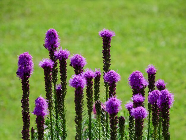 Photo blooming purple liatris flowers in a garden on a green