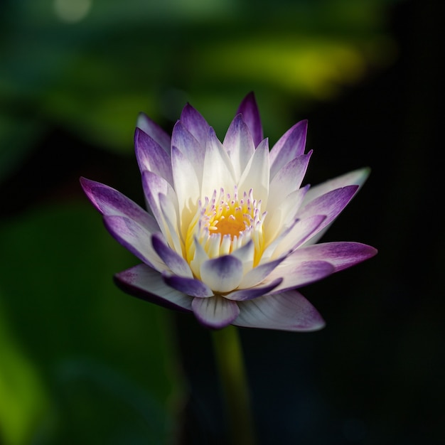 Un fiore di loto viola in fiore