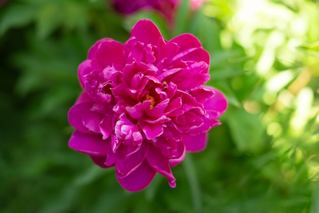 Blooming purple peony on a background of greenery natural background