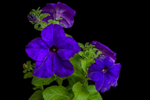Blooming purple petunia, isolate on black background with copy space. Gardening, flowers, hobby.