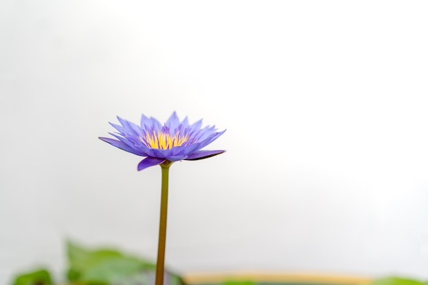 Blooming purple violet pink and yellow lotus