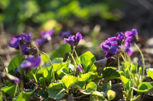 Blooming purple violets. Viola is a genus of flowering plants in the violet family Violaceae