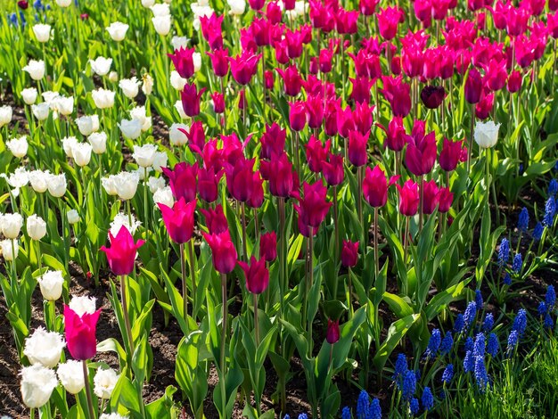 Blooming purple and white tulips and muscari