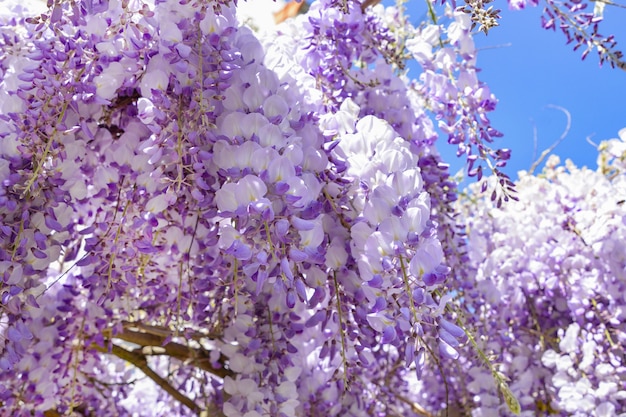 Blooming purple wisteria in spring in France