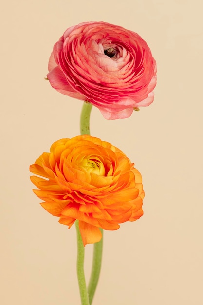 Blooming ranunculus flowers