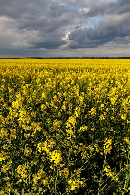 Blooming rapeseed flower against cloudy sky