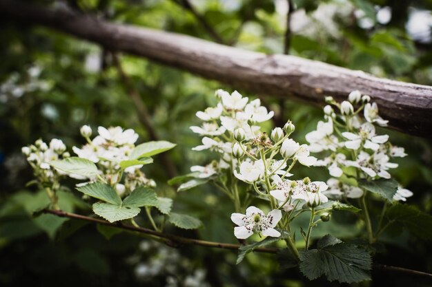 Blooming raspberry branches on a blurred background Beautiful natural countryside landscape Selective focusing on foreground with blurry background