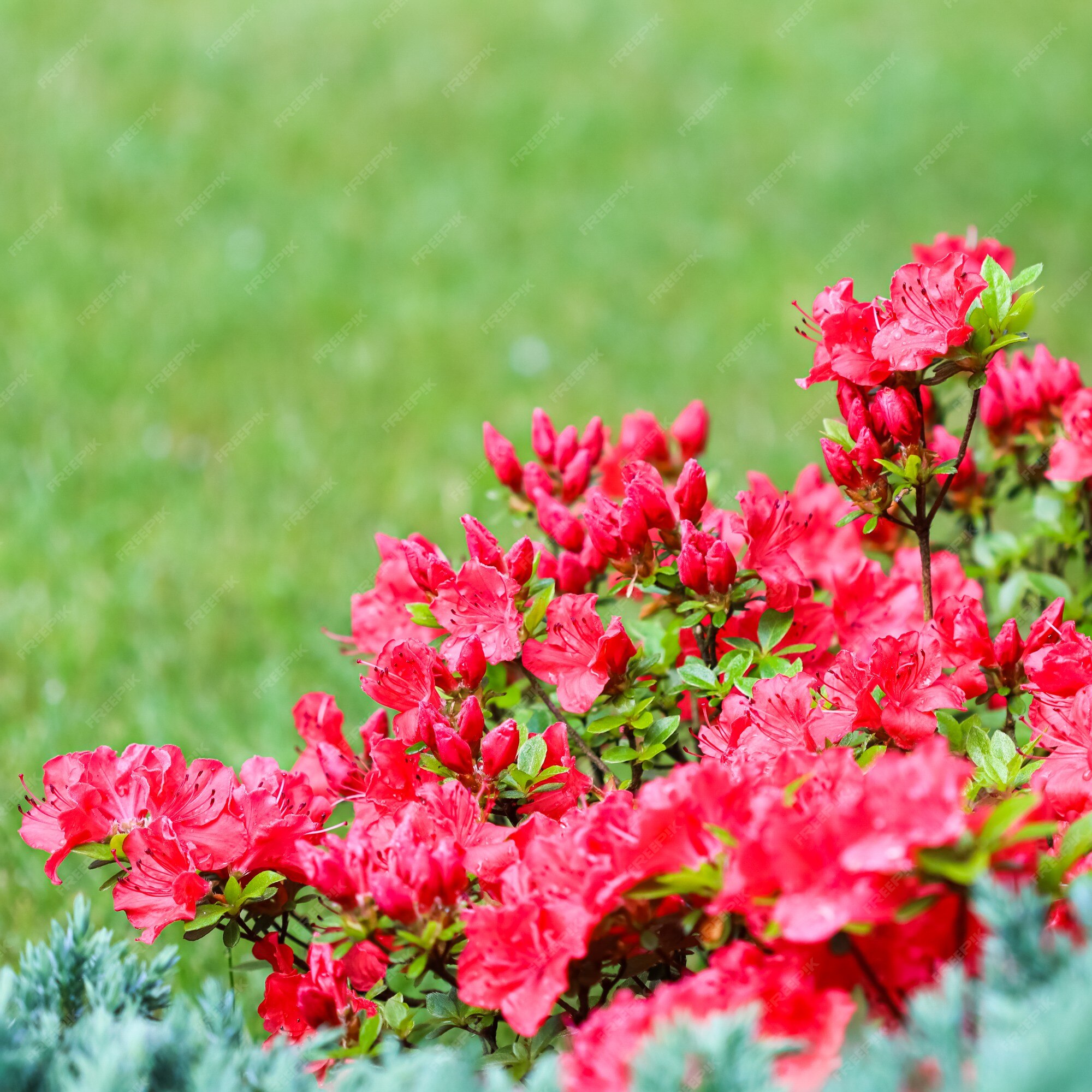 Premium Photo | Blooming red azalea flowers and buds on a green background  in a spring garden
