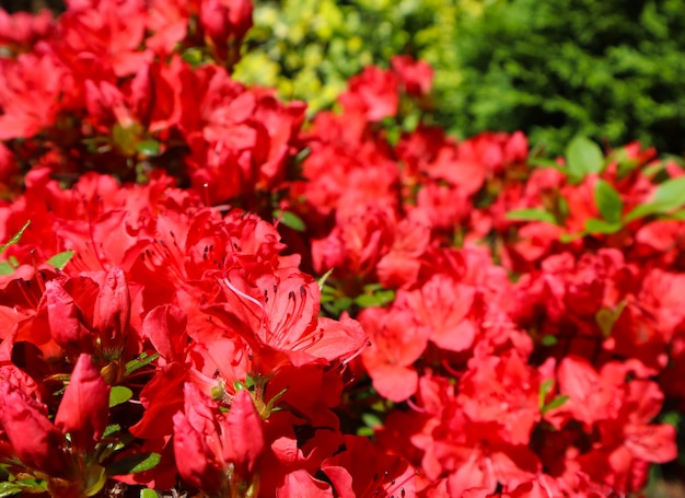 春の庭の園芸コンセプトの花の背景に咲く赤いツツジの花