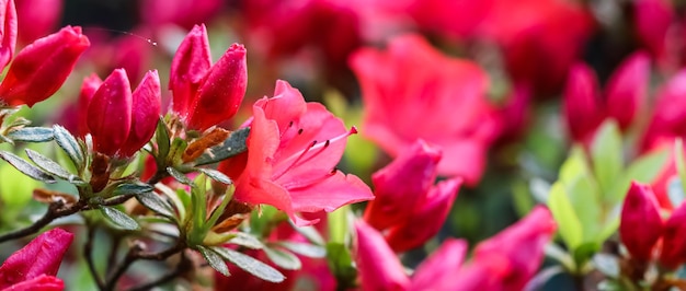 Blooming red azalea flowers in the spring garden Gardening concept