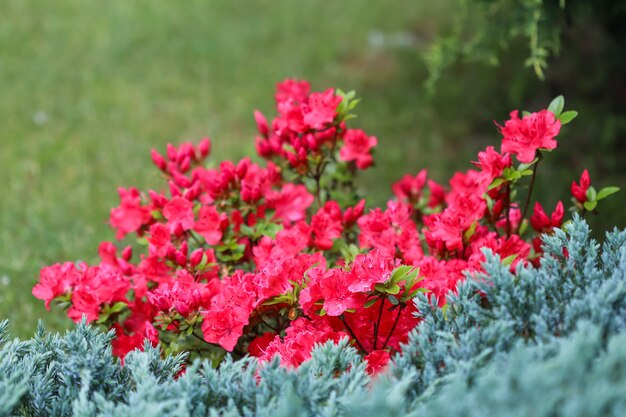 春の庭に咲く赤いツツジの花と露のしずく。ガーデニングのコンセプト。花の背景