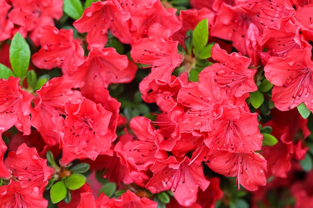 Blooming red azalea flowers with dew drops in spring garden. Gardening concept. Floral background