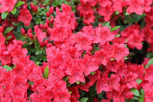 Blooming red azalea flowers with dew drops in spring garden