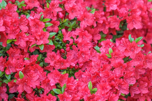 春の庭に露の滴と咲く赤いツツジの花