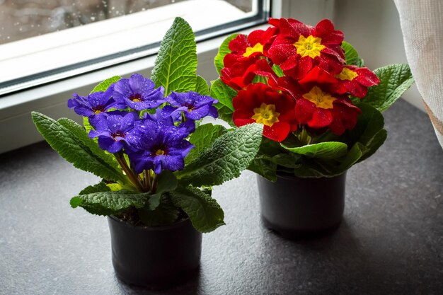 Blooming red and blue house flowers on the windowsill