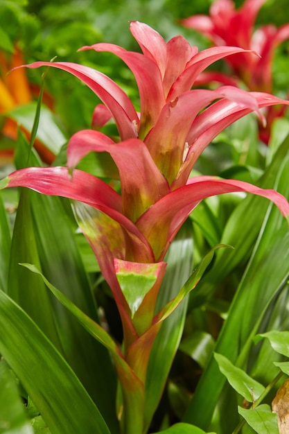 Blooming red bromeliads in botanical park close-up