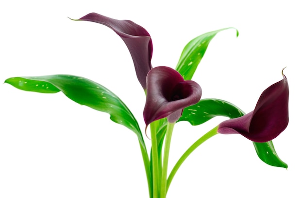 Blooming red cala with green leaves