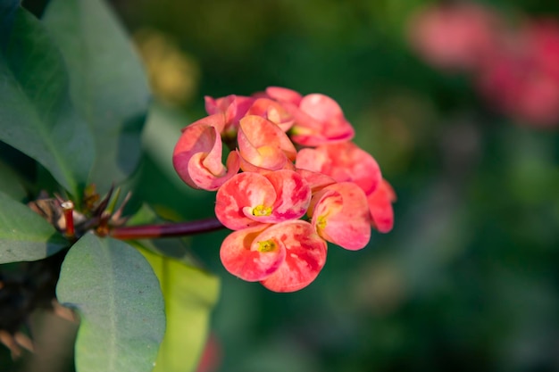 Blooming Red Crown of thorns flowers in the garden tree branch with a blurry background