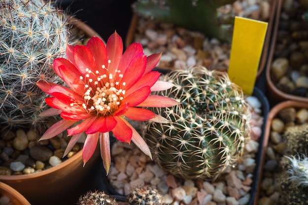 Blooming red flower of lobivia cactus