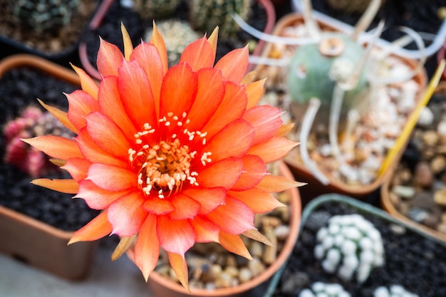 Blooming red flower of Lobivia cactus