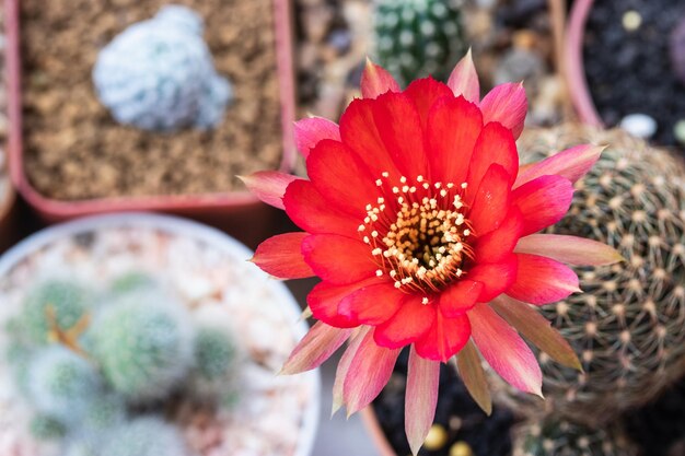 Photo blooming red flower of lobivia cactus