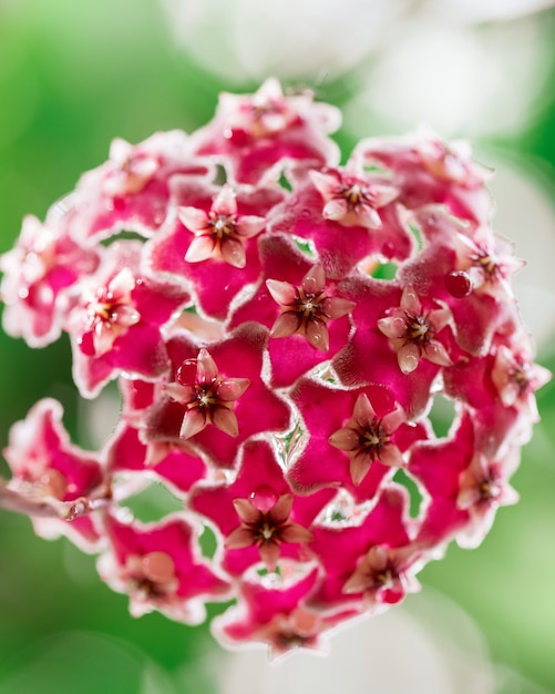 Blooming red hoya flowers close up