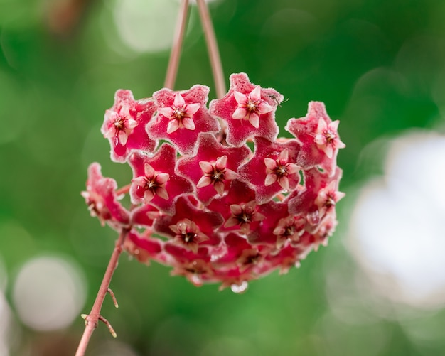 Blooming red hoya flowers close up