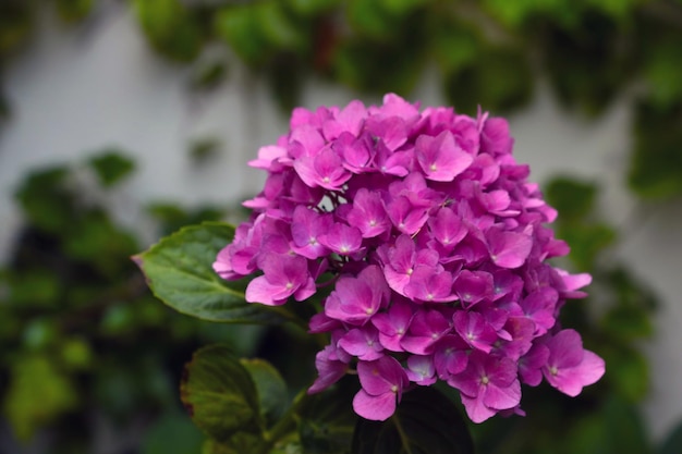 Blooming red hydrangea in the park in the spring