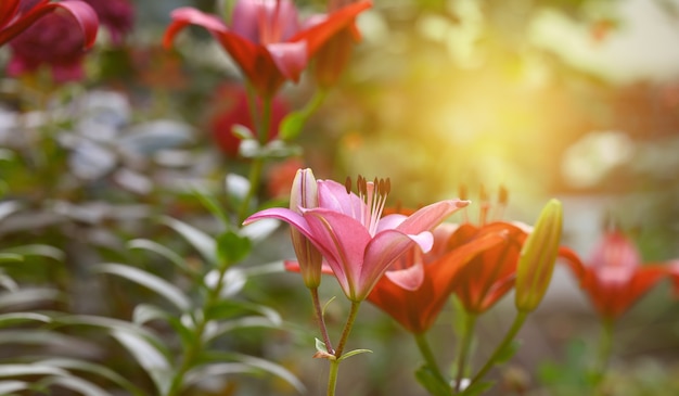 Blooming red lilies with green stems and leaves in the garden