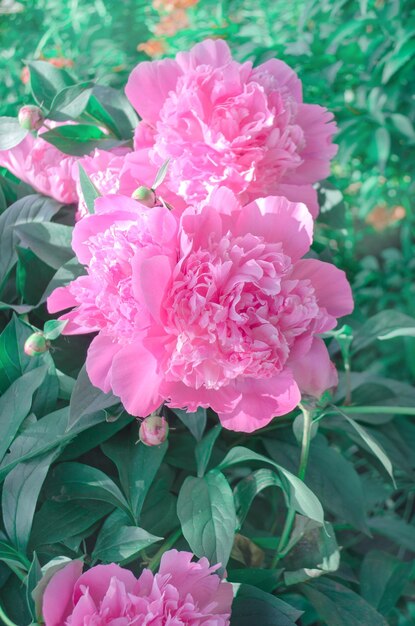 Blooming red peony in the garden