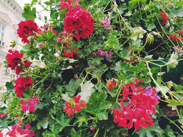 Blooming red and pink ivy geranium pelargonium in the vertical design of landscaping of streets and parks Beautiful large pelargonium geranium flowers and green leaves Floriculture and horticulture