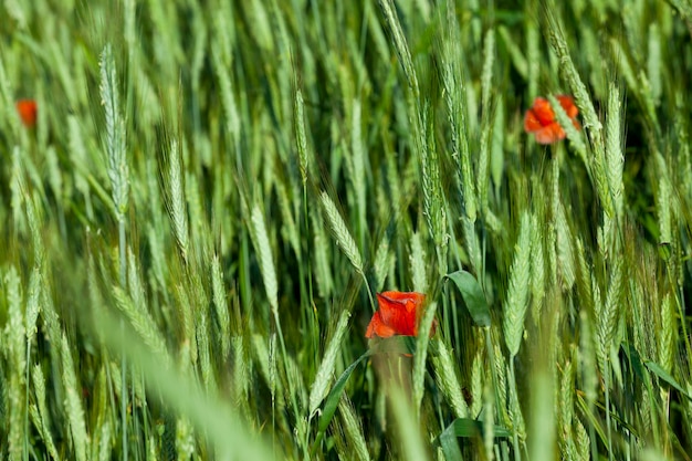 Blooming red poppies