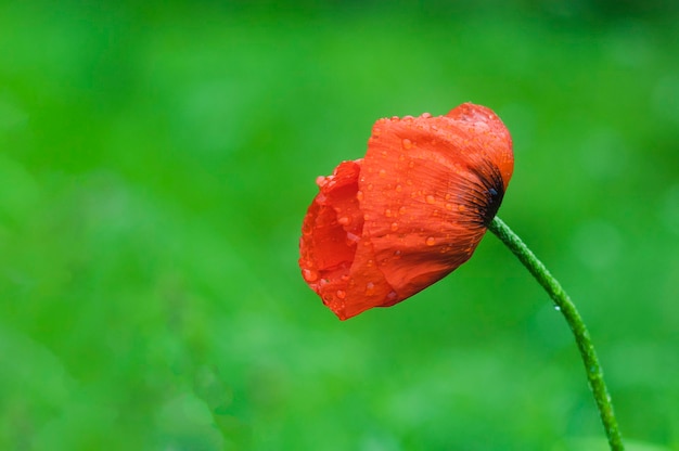 A blooming red poppy flower with raindrops on its petals on a green blurred background