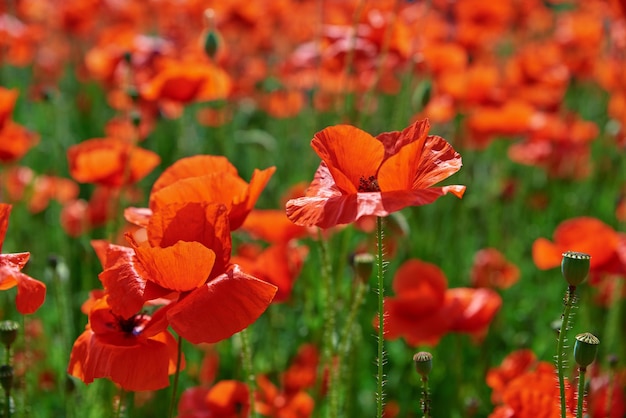 Blooming red poppy flowers in green field beautiful natural landscape in summertime