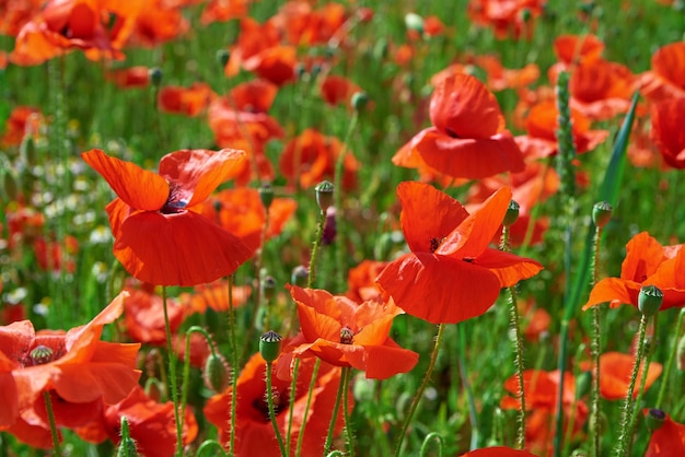 Blooming red poppy flowers in green field beautiful natural landscape in summertime