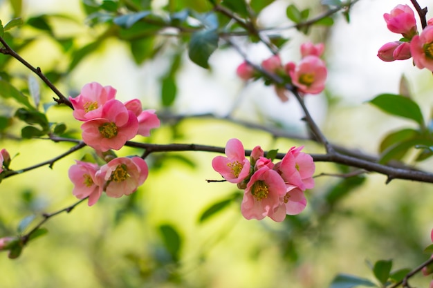 Blooming red quince