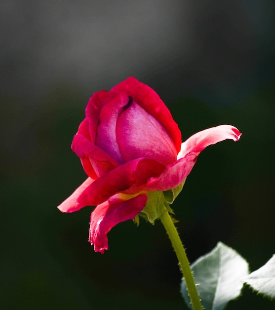 Blooming red rose in the garden on a summer day Floriculture