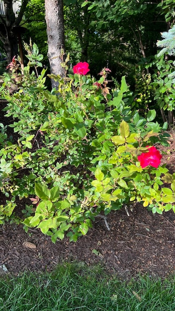 Blooming red rose shrub