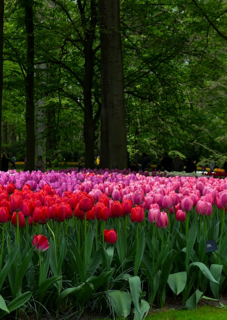 Blooming red and rose tone tulips in Keukenhof, worlds largest flower garden park