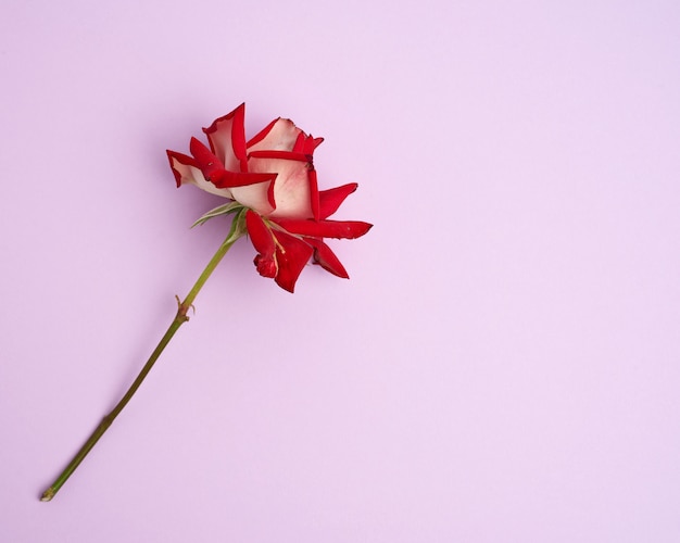 Blooming red rose with green leaves on purple