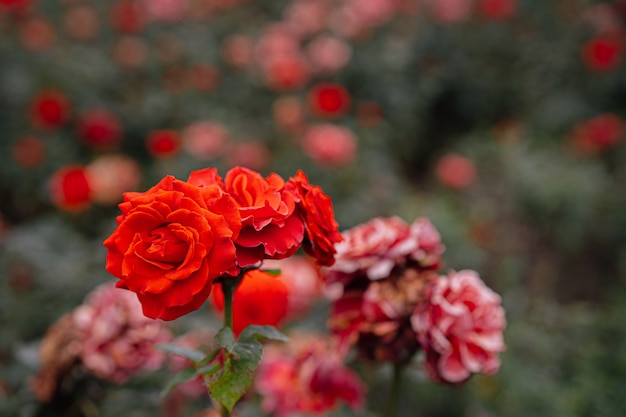 Blooming red rose