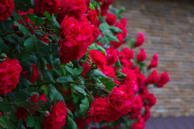 Blooming red roses Closeup