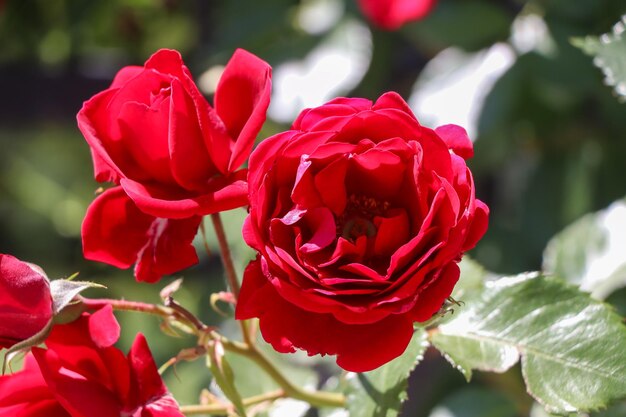 Blooming red roses isolated on a dark background closeup big beautiful garden flowers red roses