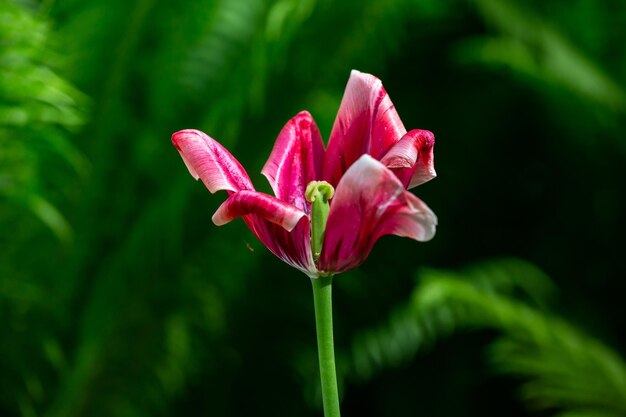 Blooming red tulip flower on a green background on a sunny day macro photography