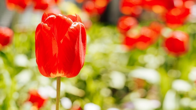 Blooming red tulips flower bed on sunny day in garden Spring time beautiful nature banner with copy space Selective soft focus bokeh