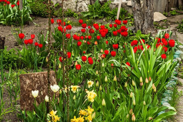 Blooming red tulips in the garden Spring seasonal of growing plants Gardening concept background