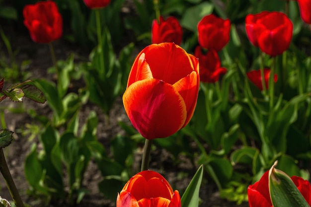 Tulipani rossi in fiore nel giardino primavera stagionale di piante in crescita sfondo del concetto di giardinaggio