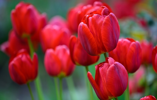 Blooming red tulips in the garden on a spring sunny day