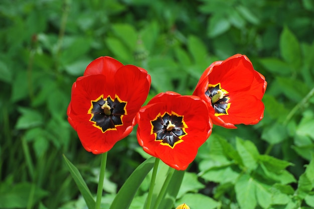 Blooming red tulips on a green background